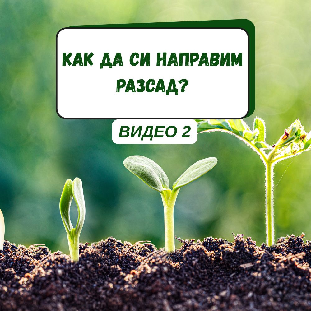Как да си направим разсад?